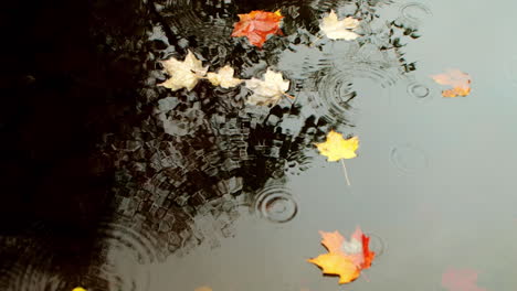 Fallen-Blätter-In-Wasser-Mit-Regentropfen,-Die-In-Ihrer-Nähe-Fallen