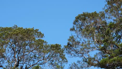 Lovely-blue-sky-and-treetops-moving-with-the-wind,-Trees-and-Blue-Sky,-Thailand