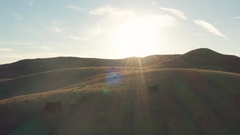 Aerial,-cows-grazing-on-grass-hills-during-the-day,-sunlight-lens-flare