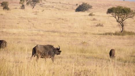 an-African-buffalo-cow-walks-through-the-tall-grasses-of-the-savannah-towards-the-herd-in-a-wildlife-park-in-South-Africa