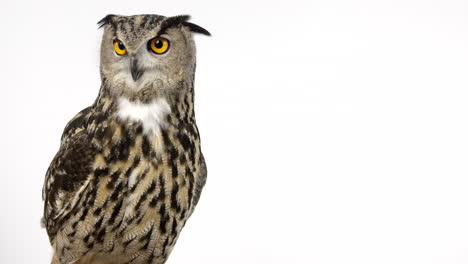 Eurasian-eagle-owl-looks-towards-camera-then-looks-off-screen---copy-space-frame-right