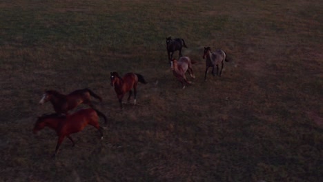 Aerial,-herd-of-horses-running-on-a-ranch-field-during-dusk,-pastel-sky