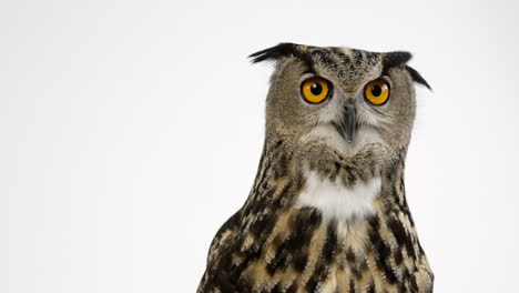 Eurasian-eagle-owl-looks-off-camera---copy-space-left