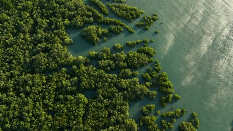 Aerial-view-over-lush-mangrove-forest-at-Barra-Grande,-Brazil