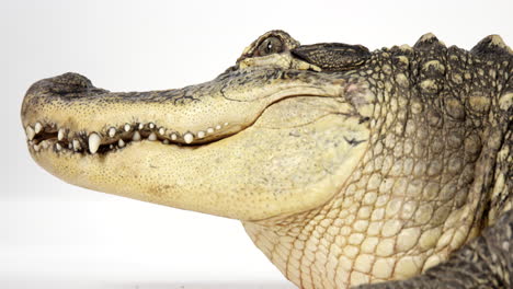 American-Alligator-Hautnah-Im-Gesicht---Isoliert-Auf-Weißem-Hintergrund