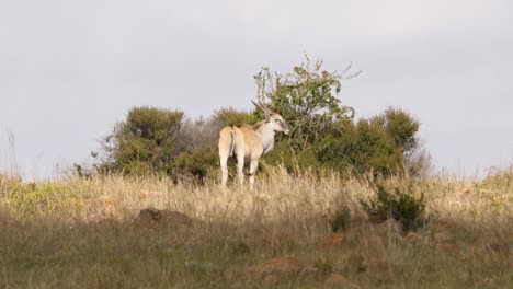 a-southern-eland-antelope-stands-in-front-of-a-bush-in-the-african-savannah