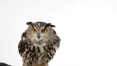 Animal-handler-with-Eurasian-eagle-owl-helps-him-onto-perch---white-background