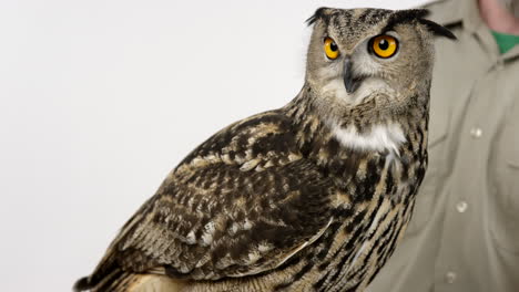Zoologist-teaching-class-about-Eurasian-eagle-owl---close-up-on-owl---animal-education