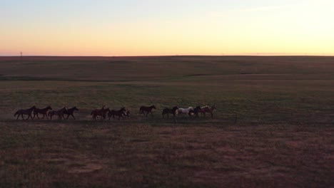 Aerial,-horses-galloping-on-a-ranch-field-during-dusk