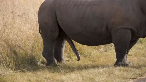 Un-Rinoceronte-Blanco-Sexualmente-Muy-Excitado-En-Un-Parque-De-Vida-Silvestre-Sudafricano