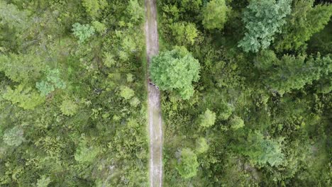 Family-trekking-on-forest-pathway,-aerial-top-down-view