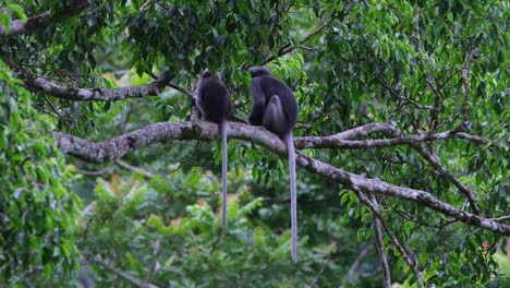 Two-individuals-sitting-on-a-branch-while-the-other-turns-around-to-look,-Dusky-Leaf-Monkey-Trachypithecus-obscurus,-Thailand