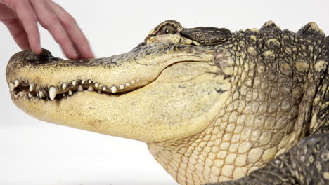 Animal-handler-pets-American-alligator-on-nose---close-up-on-face---isolated-on-white-background