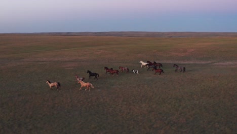 Aerial-of-a-herd-of-horses-running-on-a-grass-field-during-dusk,-pastel-sky