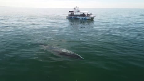 single-gray-whale-surfaces-in-front-of-whale-watching-boat