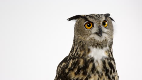 Eurasian-eagle-owl-perks-up-ears-as-he-looks-off-screen---isolated-on-white-background