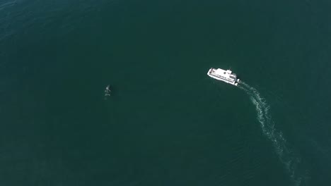 Einzelner-Grauwal-Neben-Walbeobachtungsboot