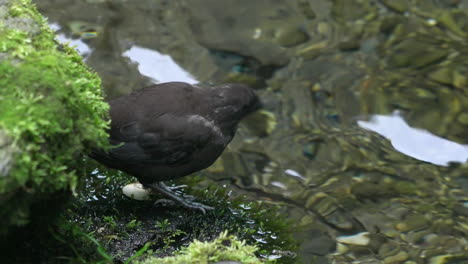 Cute-brown-dipper-perching-on-streambank-catching-insect-for-food