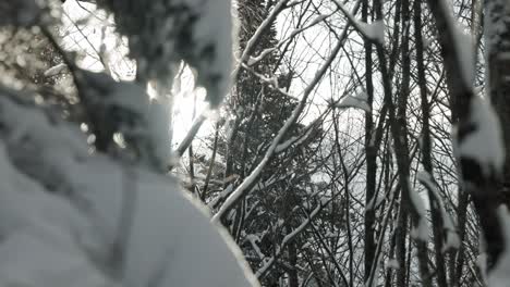 Fallender-Winterschnee,-Der-Äste-Im-Nationalpark-Mont-Chauve,-Orford,-Quebec,-Kanada-Bedeckt