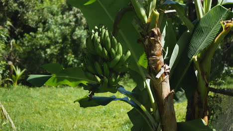 A-bunch-of-green,-organic-bananas-growing-on-the-tree---parallax-motion