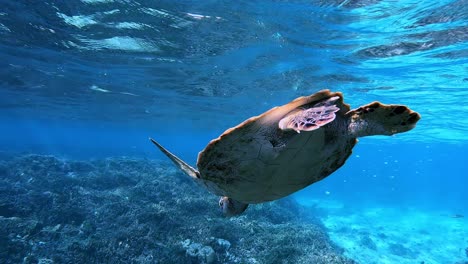 Closeup-Of-Endangered-Sea-Turtle-Swimming-Under-The-Tropical-Blue-Sea-In-Summer