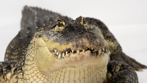 American-Alligator-looks-directly-into-camera---close-up-on-face---isolated-on-white-background