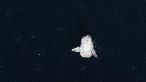 Mola-Mola-Sonne-Fisch-Drohnenansicht