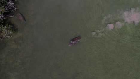 Vista-Aérea-De-Pájaro-Sobre-Un-Par-De-Manatíes-Nadando-En-Los-Cayos-De-Florida