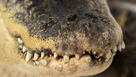 Amerikanischer-Alligator---Extreme-Nahaufnahme-Auf-Der-Schnauze---Rack-Fokus-Zwischen-Nasenlöchern-Und-Zähnen