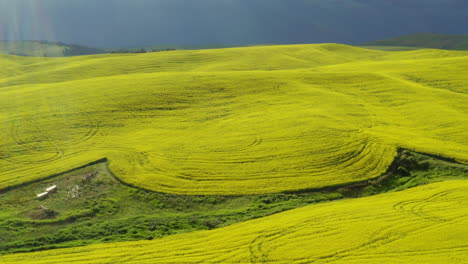 Rolling-golden-hills-with-canola-flowers-in-the-United-States-of-America