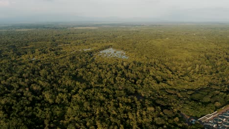 Vista-Aérea-De-La-Densa-Vegetación-En-La-Reserva-De-Monterrico-En-La-Costa-Del-Pacífico-En-Guatemala