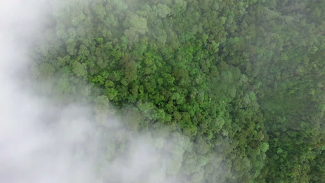 Ojo-De-Pájaro-Aéreo-A-Través-De-La-Niebla-De-La-Nube-Sobre-Las-Copas-De-Los-árboles-Del-Dosel-Amazónico