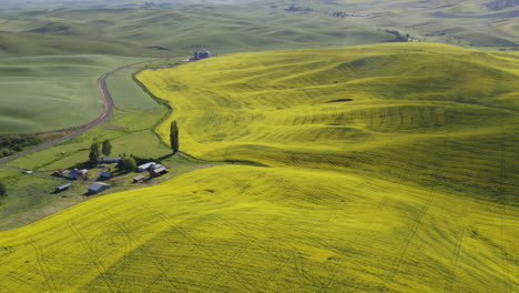 Canola-flower-farm-with-golden-hills-in-Palouse,-aerial