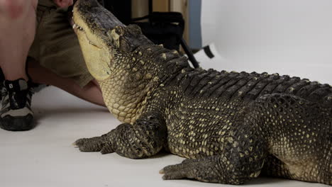 Zoologe-Beruhigt-Amerikanischen-Alligator-Auf-Weißem-Hintergrund-Vor-Dem-Fotoshooting---Gefährliche-Tiere