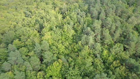 Dense-green-deciduous-forest,-bird's-eye-view---top-down-aerial-shot