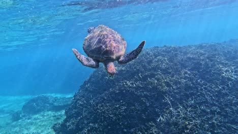 Nahaufnahme-Einer-Grünen-Meeresschildkröte,-Die-Auf-Das-Riff-Hinuntertaucht