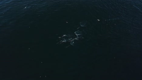 Aerial-view-of-dolphins-and-birds