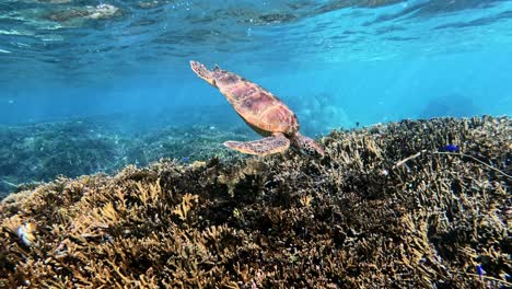 Closeup-Of-Green-Sea-Turtle-And-Colourful-Coral-Reef-At-Tropical-Island