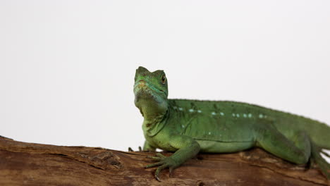 Jesus-lizard-basilisk-quickly-moves-up-tree-branch---in-front-of-white-background