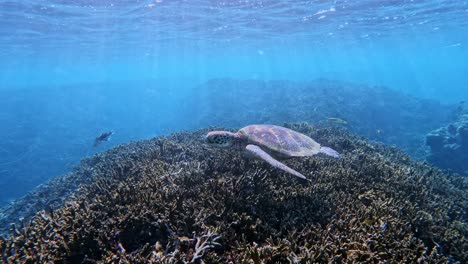 Grüne-Meeresschildkröte,-Die-Im-Seichten-Ozean-über-Korallenriff-Schwimmt