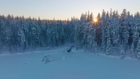 Polar-circle-winter-forest-aerial-view-across-golden-sunrise-shining-through-magical-snow-covered-trees