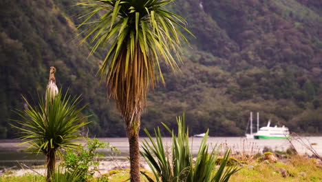 Gimbal-shot-of-Cabbage-trees-in-Milford-Sound,-boat-moored-in-background