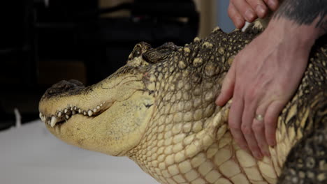 Animal-handler-holds-large-american-alligator---close-up-on-alligator-head