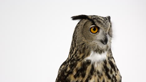 Eurasian-eagle-owl-turns-head-from-left-to-right-against-white-background---medium-shot