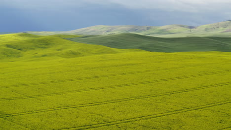 Vast-yellow-hills-filled-with-canola-flowers-in-Palouse,-Eastern-Washington