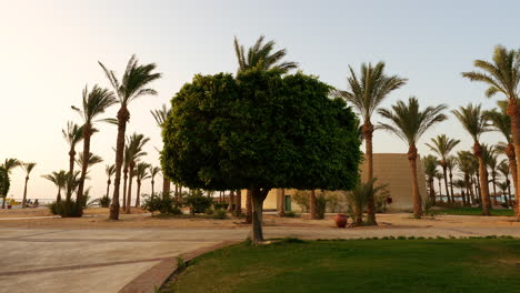 Palmeras-En-El-Complejo-Hotelero-Frente-Al-Mar-De-Sentido-Palm-Royale-En-Hurghada,-Egipto