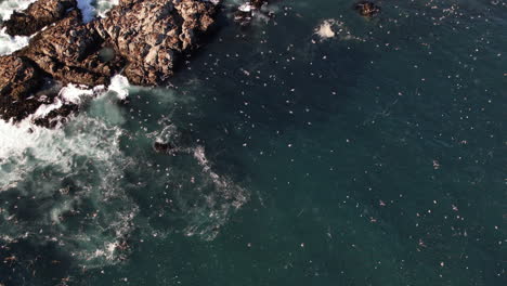 Luft-Von-Oben-Nach-Unten-über-Wellen,-Die-über-Felsen-Bei-Matanzas,-Chile,-Mit-Fliegenden-Vögeln-Krachen