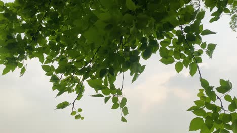 Green-tree-leaves-against-cloudy-sky-on-windy-day,-view-from-bellow