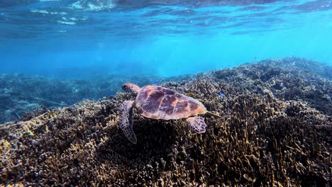 Grüne-Meeresschildkröte-Schwimmt-über-Korallenriff