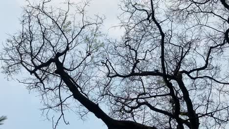 Massive-tree-branches-with-no-leaves-against-skyscape,-motion-view